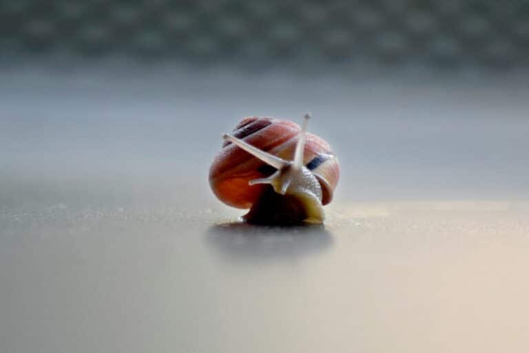 A close up of a snail on a table